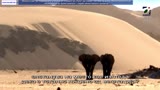 GIA TV User Stream - Kanal 8 IPTV