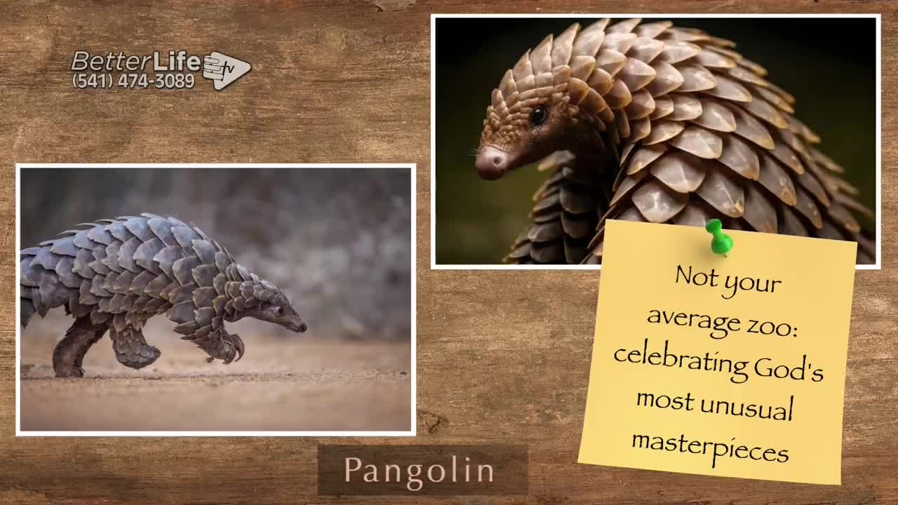 GIA TV Program Thumbnail, Poster