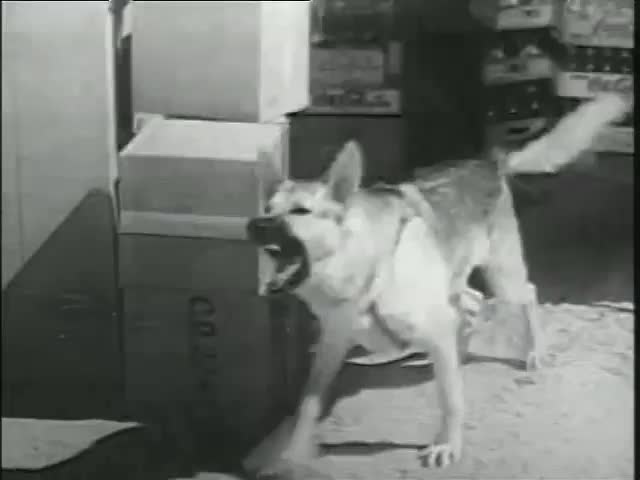 GIA TV Program Thumbnail, Poster