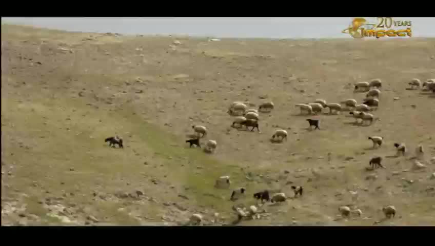 GIA TV Program Thumbnail, Poster