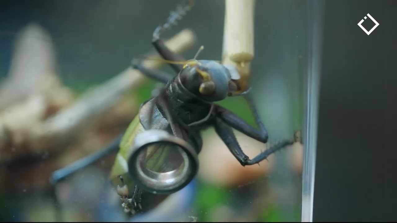 GIA TV Program Thumbnail, Poster