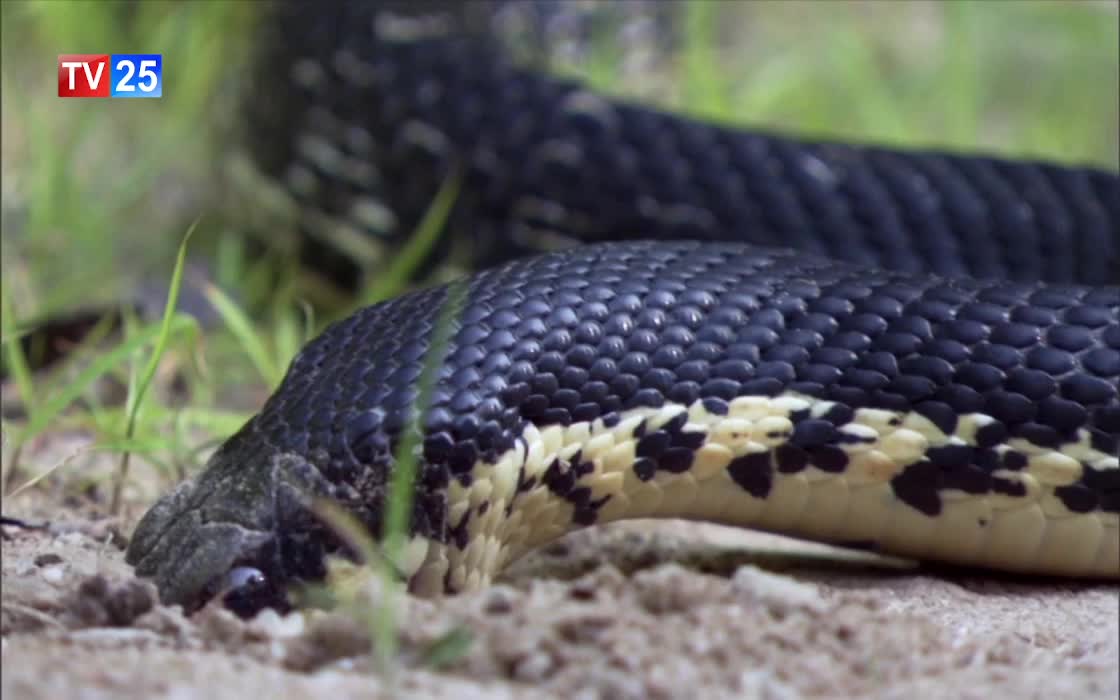 GIA TV Program Thumbnail, Poster