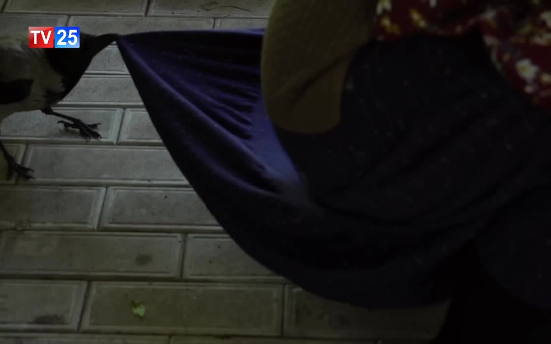 GIA TV Program Thumbnail, Poster