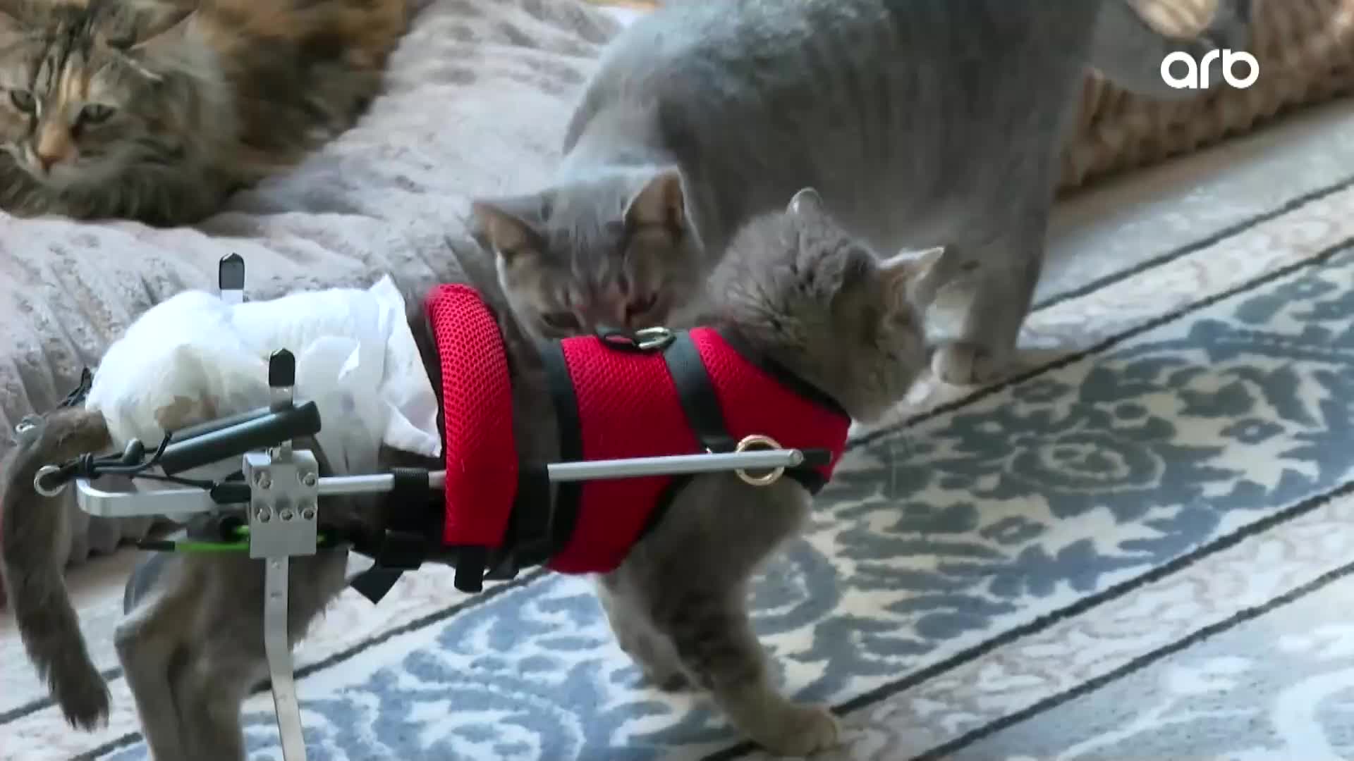 GIA TV Program Thumbnail, Poster