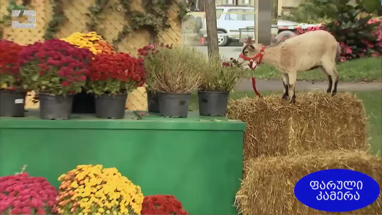 GIA TV Program Thumbnail, Poster