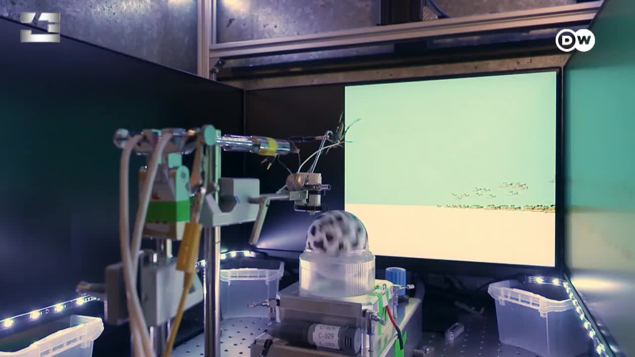 GIA TV Program Thumbnail, Poster