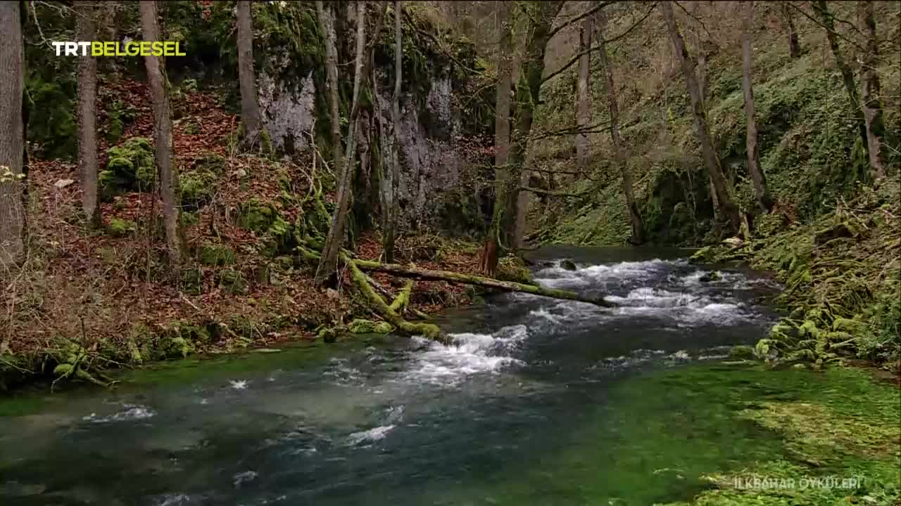 GIA TV Program Thumbnail, Poster