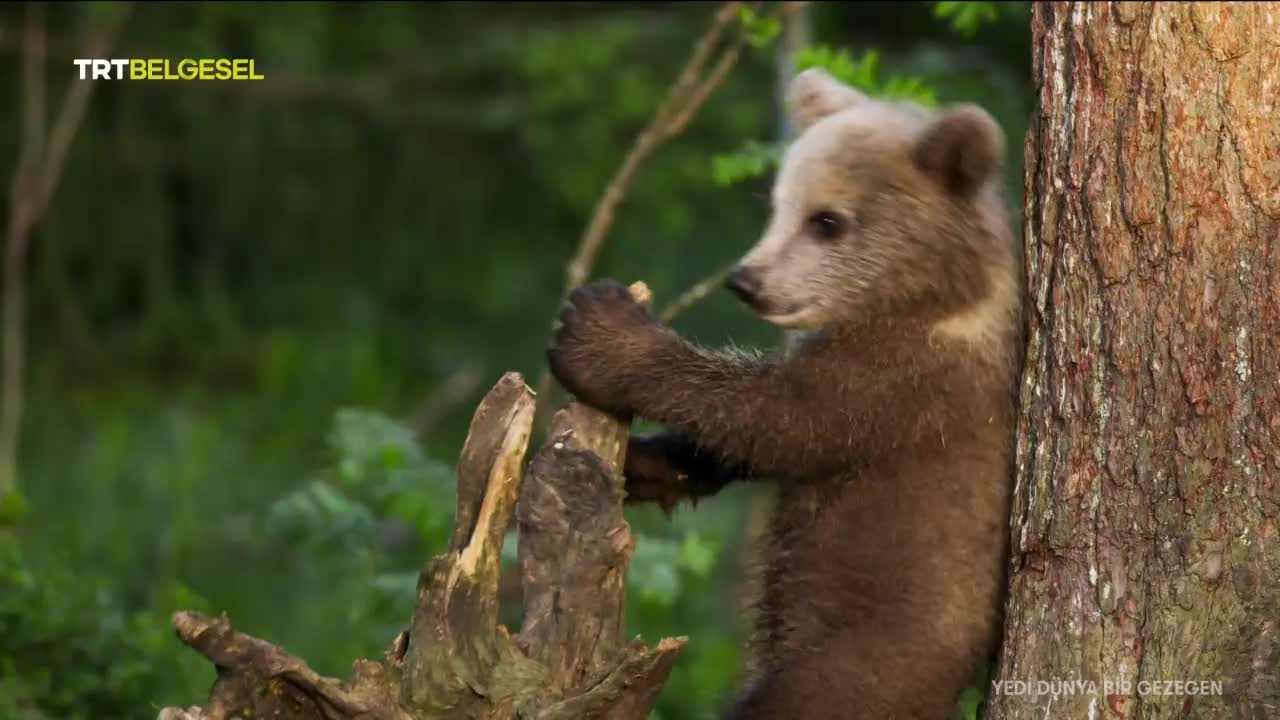 GIA TV Program Thumbnail, Poster