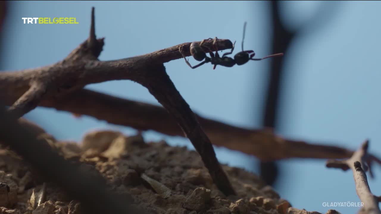 GIA TV Program Thumbnail, Poster