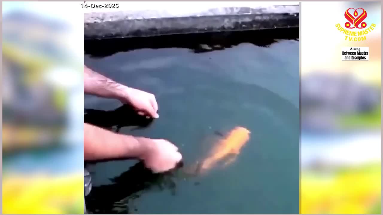 GIA TV Program Thumbnail, Poster