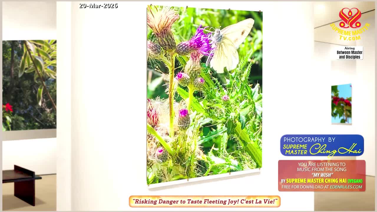 GIA TV Program Thumbnail, Poster