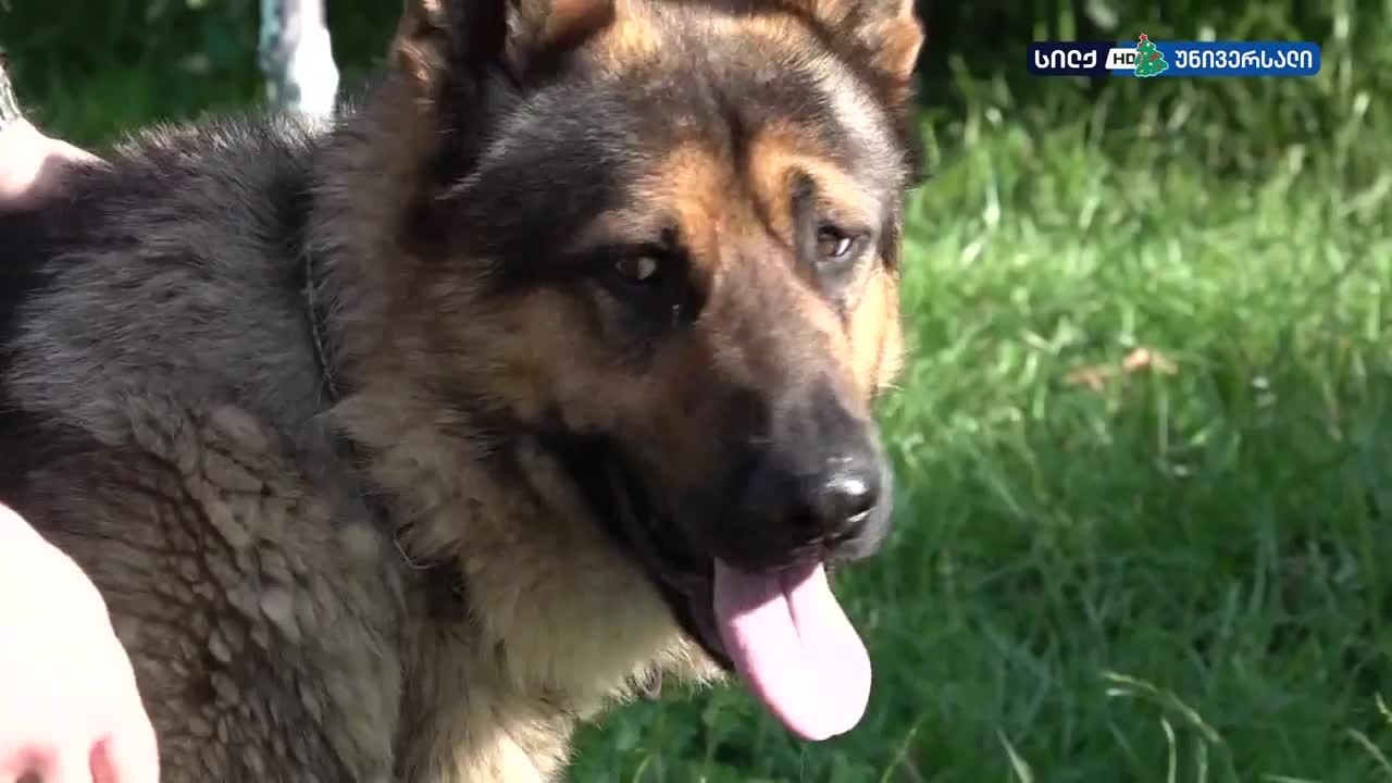 GIA TV Program Thumbnail, Poster